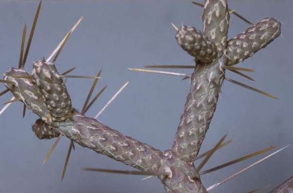 Cylindropuntia_ramosissima